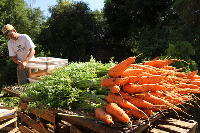 野菜のイメージ