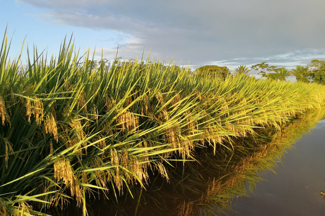 穀物のイメージ