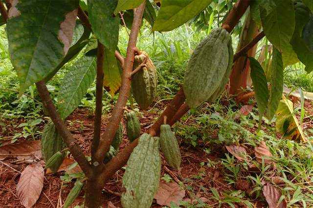 カカオのイメージ