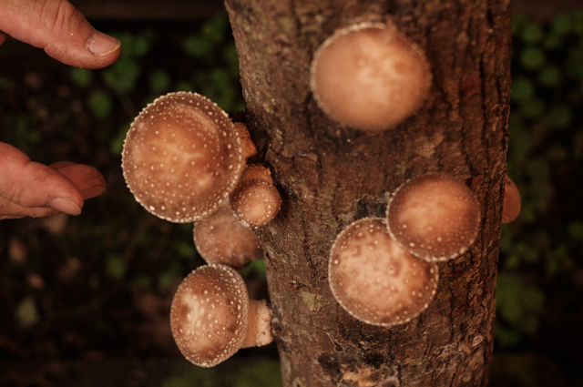 きのこのイメージ