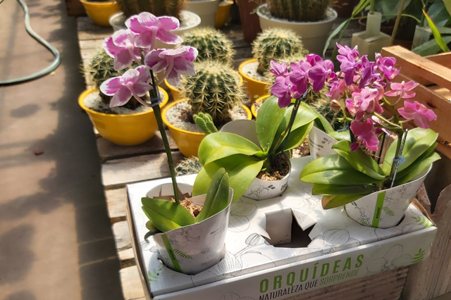 花卉のイメージ